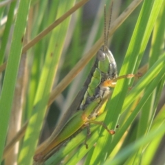 Bermius brachycerus (A grasshopper) at Coombs Ponds - 22 Mar 2022 by michaelb