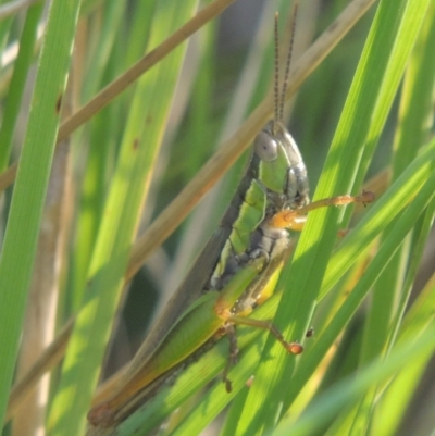 Bermius brachycerus (A grasshopper) at Molonglo Valley, ACT - 22 Mar 2022 by MichaelBedingfield