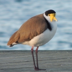 Vanellus miles (Masked Lapwing) at Pambula - 16 Jul 2020 by MichaelBedingfield