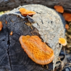 Trametes coccinea (Scarlet Bracket) at O'Malley, ACT - 20 Jul 2022 by Mike