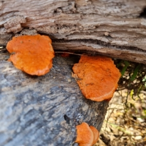 Trametes coccinea at O'Malley, ACT - 20 Jul 2022