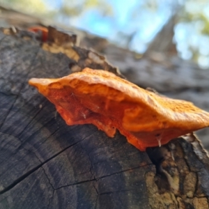 Trametes coccinea at O'Malley, ACT - 20 Jul 2022