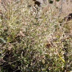 Cryptandra amara (Bitter Cryptandra) at Mount Mugga Mugga - 20 Jul 2022 by Mike