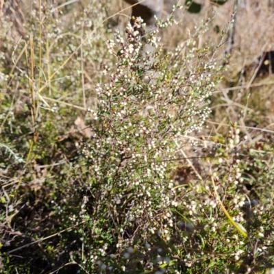 Cryptandra amara (Bitter Cryptandra) at O'Malley, ACT - 20 Jul 2022 by Mike