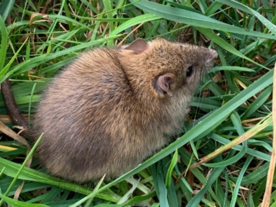 Rattus rattus (Black Rat) at McKellar, ACT - 16 Jul 2022 by TimL