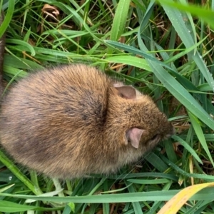 Rattus rattus at McKellar, ACT - 16 Jul 2022