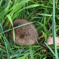 Rattus rattus at McKellar, ACT - 16 Jul 2022 10:19 AM