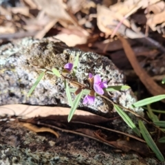 Hovea heterophylla (Common Hovea) at O'Malley, ACT - 20 Jul 2022 by Mike