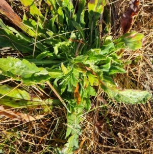 Erigeron sp. at O'Malley, ACT - 20 Jul 2022