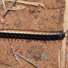 Paradoxosomatidae sp. (family) (Millipede) at Hackett, ACT - 3 Jul 2022 by TimL