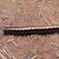 Paradoxosomatidae sp. (family) at Hackett, ACT - 3 Jul 2022