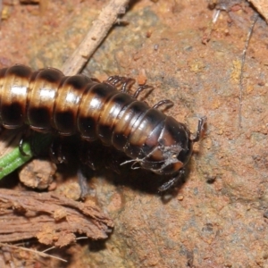 Paradoxosomatidae sp. (family) at Hackett, ACT - 3 Jul 2022