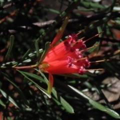 Lambertia formosa (Mountain Devil) at Bundanoon, NSW - 15 Mar 2021 by AndyRoo
