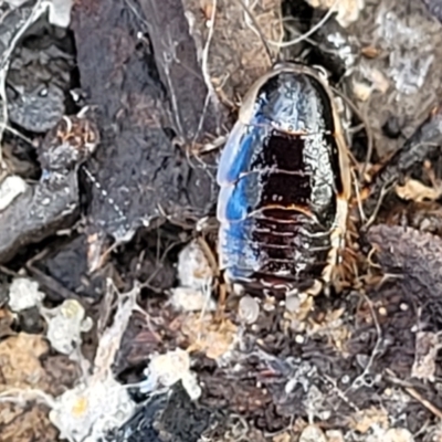 Drymaplaneta sp. (genus) (Unidentified Wood Runner) at Bruce Ridge - 20 Jul 2022 by trevorpreston