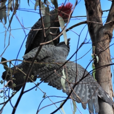 Callocephalon fimbriatum (Gang-gang Cockatoo) at Red Hill Nature Reserve - 3 Apr 2022 by AndyRoo