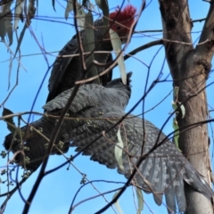 Callocephalon fimbriatum (Gang-gang Cockatoo) at Red Hill Nature Reserve - 3 Apr 2022 by AndyRoo