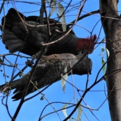 Callocephalon fimbriatum at Deakin, ACT - 3 Apr 2022