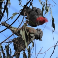 Callocephalon fimbriatum at Deakin, ACT - 3 Apr 2022