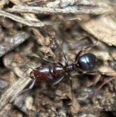 Papyrius nitidus (Shining Coconut Ant) at Jerrabomberra, NSW - 20 Jul 2022 by SteveBorkowskis