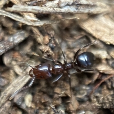 Papyrius nitidus (Shining Coconut Ant) at Jerrabomberra, NSW - 20 Jul 2022 by Steve_Bok