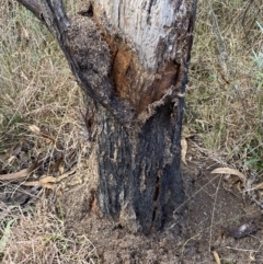 Papyrius nitidus at Jerrabomberra, NSW - suppressed