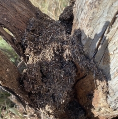 Papyrius nitidus at Jerrabomberra, NSW - 20 Jul 2022