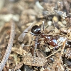 Papyrius nitidus at Jerrabomberra, NSW - suppressed