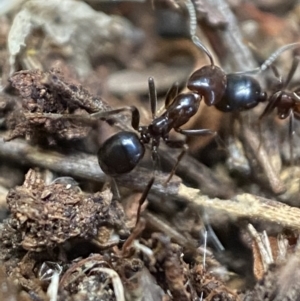 Papyrius nitidus at Jerrabomberra, NSW - 20 Jul 2022