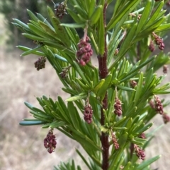 Grevillea juniperina (Grevillea) at Jerrabomberra, NSW - 20 Jul 2022 by SteveBorkowskis