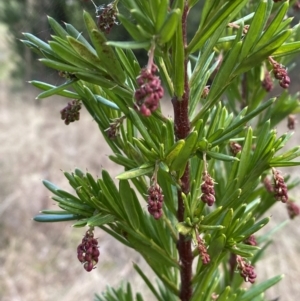 Grevillea juniperina at Jerrabomberra, NSW - 20 Jul 2022