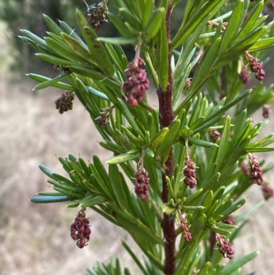Grevillea juniperina (Grevillea) at Jerrabomberra, NSW - 20 Jul 2022 by SteveBorkowskis