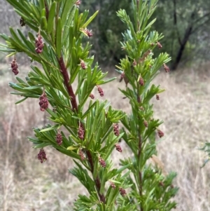 Grevillea juniperina at Jerrabomberra, NSW - 20 Jul 2022