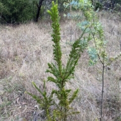 Grevillea juniperina at Jerrabomberra, NSW - 20 Jul 2022