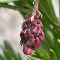 Grevillea juniperina at Jerrabomberra, NSW - 20 Jul 2022