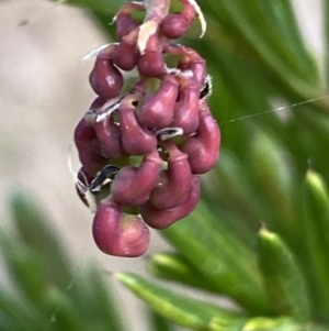 Grevillea juniperina at Jerrabomberra, NSW - 20 Jul 2022