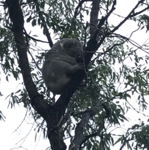 Phascolarctos cinereus at Horseshoe Bay, QLD - 4 Jul 2022