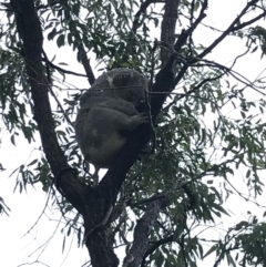 Phascolarctos cinereus (Koala) at Horseshoe Bay, QLD - 4 Jul 2022 by MattFox