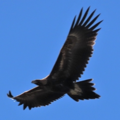Aquila audax (Wedge-tailed Eagle) at Top Hut TSR - 5 Apr 2022 by AndyRoo