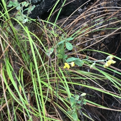 Unidentified Pea at Horseshoe Bay, QLD - 4 Jul 2022 by MattFox