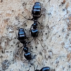 Anonychomyrma sp. (genus) at Molonglo Valley, ACT - 20 Jul 2022