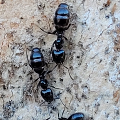 Anonychomyrma sp. (genus) (Black Cocktail Ant) at Molonglo River Reserve - 20 Jul 2022 by trevorpreston