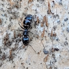 Anonychomyrma sp. (genus) at Molonglo Valley, ACT - 20 Jul 2022