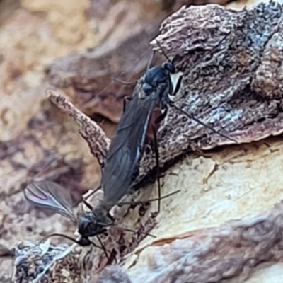 Bibionomorpha (infraorder) (Unidentified Gnat, Gall Midge or March Fly) at Molonglo Valley, ACT - 20 Jul 2022 by trevorpreston