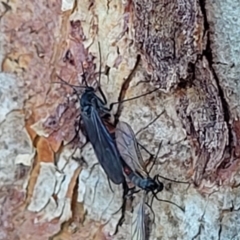 Bibionomorpha (infraorder) at Molonglo Valley, ACT - 20 Jul 2022