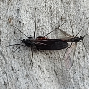 Bibionomorpha (infraorder) at Molonglo Valley, ACT - 20 Jul 2022 04:01 PM