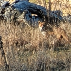 Vulpes vulpes at Molonglo Valley, ACT - 20 Jul 2022