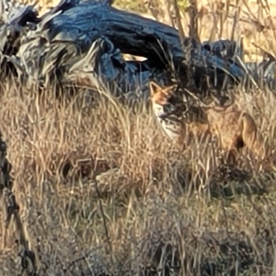 Vulpes vulpes (Red Fox) at Molonglo River Reserve - 20 Jul 2022 by trevorpreston