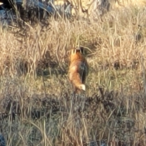 Vulpes vulpes at Molonglo Valley, ACT - 20 Jul 2022