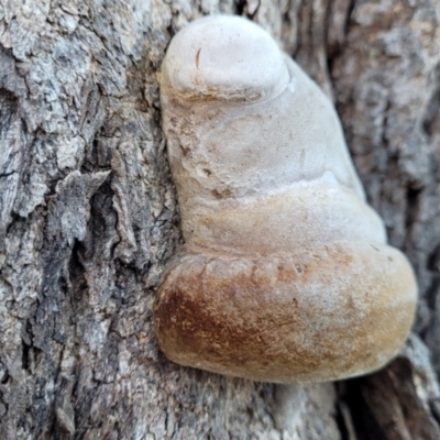 zz Polypore (shelf/hoof-like) at Molonglo River Reserve - 20 Jul 2022 by trevorpreston