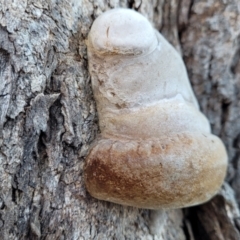 Unidentified Shelf-like to hoof-like & usually on wood (TBC) at Molonglo Valley, ACT - 20 Jul 2022 by trevorpreston